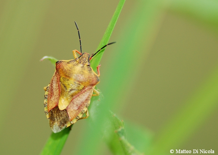 Carpocoris da determinare